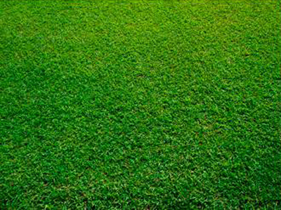 Фон газонная трава